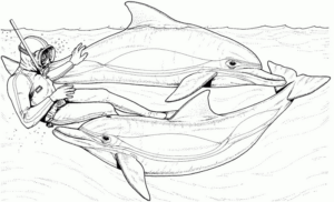 Disegno di delfino da stampare e colorare 19