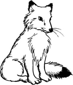 Disegno di volpe da stampare e colorare 22
