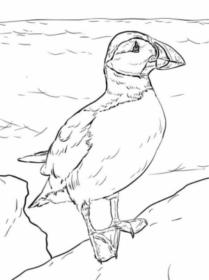 Disegno di tucano da stampare e colorare 12