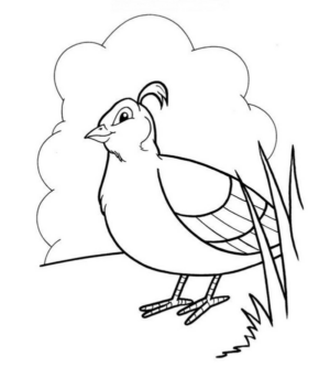 Disegno di uccello da stampare e colorare 38