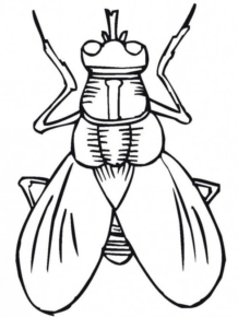 Disegno di mosca domestica da stampare e colorare 1