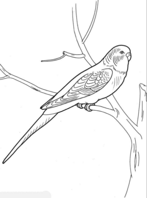 Disegno di pappagallo da stampare e colorare 88