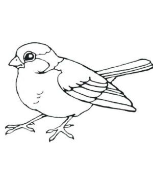 Disegno di passero da stampare e colorare 17