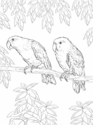 Disegno di pappagallo da stampare e colorare 139