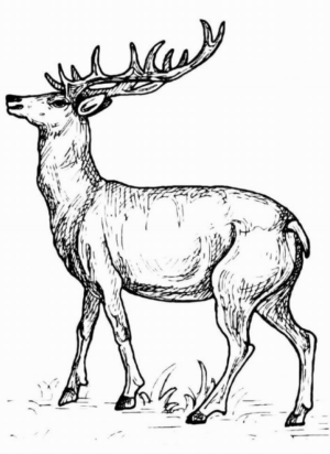 Disegno di renna di Natale da stampare e colorare 29 Disegno di renna di Natale da stampare e colorare 29