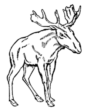 Disegno di alce da stampare e colorare 6