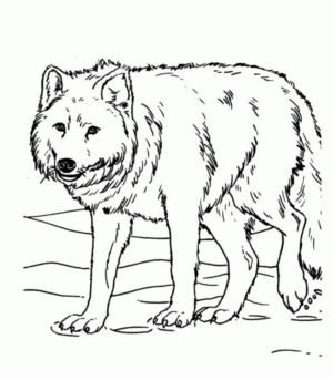 Disegno di lupo da stampare e colorare 8