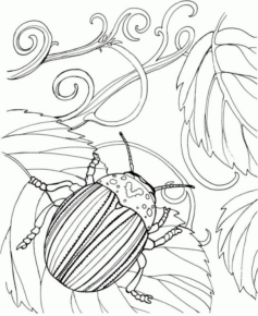 Disegno di coleottero da stampare e colorare 9