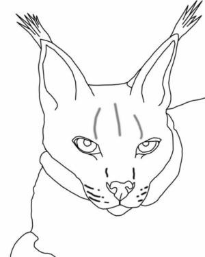 Disegno di lince da stampare e colorare 2