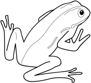 Disegno di rana da stampare e colorare 2
