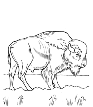 Disegno di bisonte da stampare e colorare 6