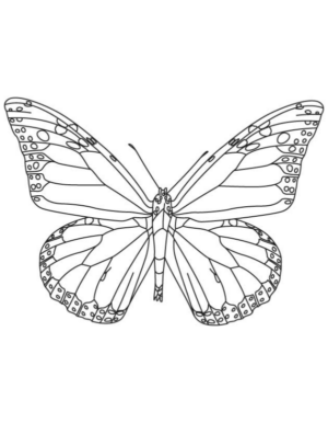 Disegno di farfalla da stampare e colorare 202