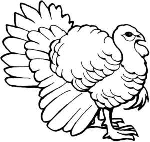 Disegno di tacchino da stampare e colorare 44