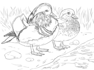 Disegno di passero da stampare e colorare 4