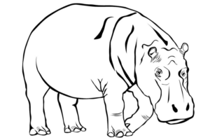 Disegno di ippopotamo da stampare e colorare 36