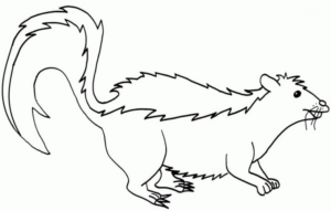 Disegno di puzzola da stampare e colorare 8