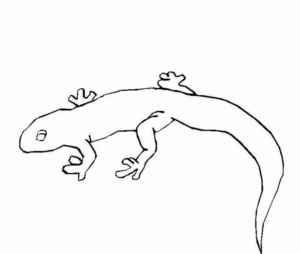 Disegno di lucertola da stampare e colorare 32