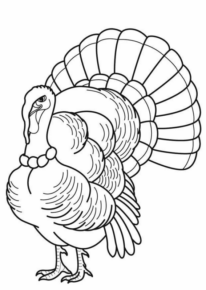 Disegno di tacchino da stampare e colorare 91