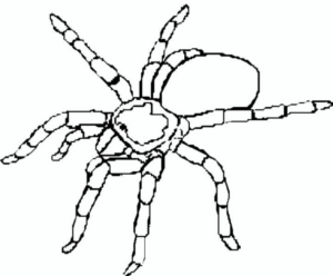 Disegno di ragno da stampare e colorare 47