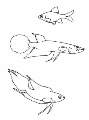 Disegno di pesce da stampare e colorare 321