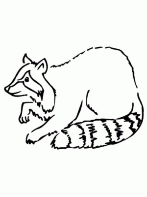 Disegno di procione da stampare e colorare 9