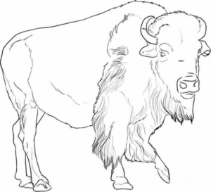 Disegno di bisonte da stampare e colorare 20