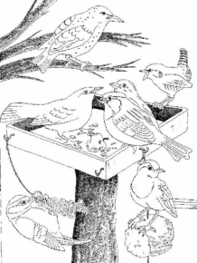 Disegno di passero da stampare e colorare 54