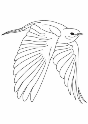 Disegno di uccello da stampare e colorare 50