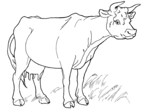 Disegno di mucca da stampare e colorare 88