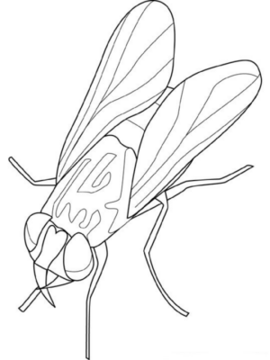 Disegno di mosca domestica da stampare e colorare