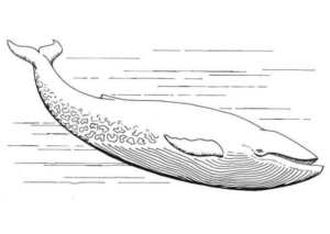 Disegno di balena da stampare e colorare 14