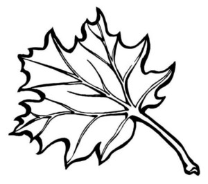 Disegno di foglia da stampare e colorare 163