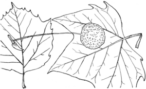 Disegno di foglia da stampare e colorare 205