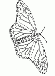 Disegno di farfalla da stampare e colorare 113
