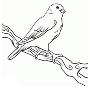 Disegno di passero da stampare e colorare 22