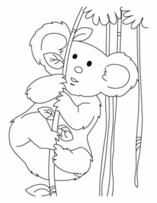Disegno di koala da stampare e colorare 32