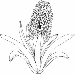 Disegno di pianta da stampare e colorare 3