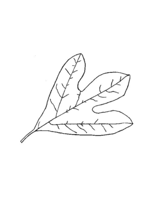 Disegno di foglia da stampare e colorare 126