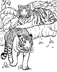 Disegno di tigre da stampare e colorare 3