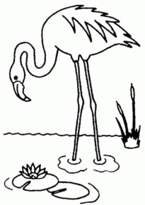 Disegno di fenicottero da stampare e colorare 31