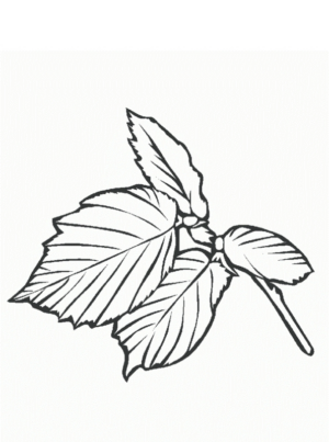 Disegno di foglia da stampare e colorare 98