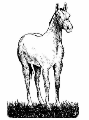 Disegno di cavallo da stampare e colorare 227