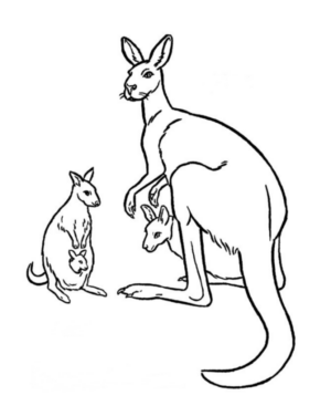 Disegno di canguro da stampare e colorare 30