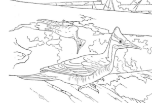 Disegno di passero da stampare e colorare 59