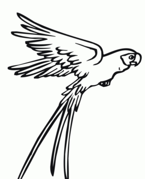 Disegno di pappagallo da stampare e colorare 17