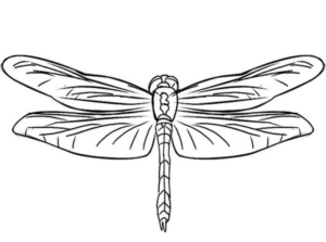 Disegno di libellula da stampare e colorare 21