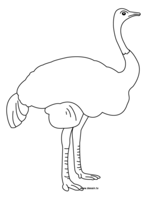 Disegno di struzzo da stampare e colorare 8
