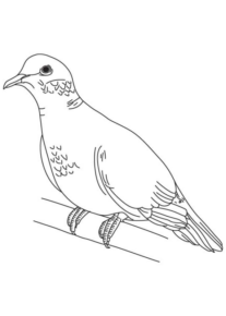 Disegno di colomba da stampare e colorare 50