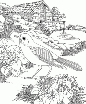 Disegno di passero da stampare e colorare 12