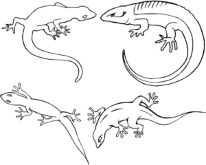 Disegno di lucertola da stampare e colorare 19